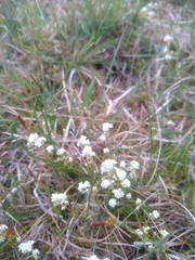 Galium sterneri
