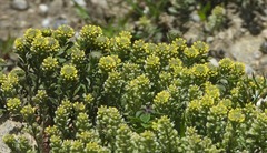 Alyssum alyssoides