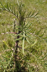 Cirsium laniflorum