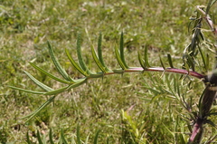Cirsium laniflorum