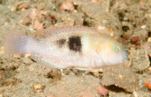 Purple tuskfish (Choerodon cephalotes) — Labridae — 4