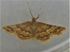 Emmiltis pygmaearia