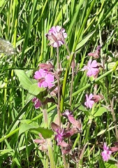 Silene dioica