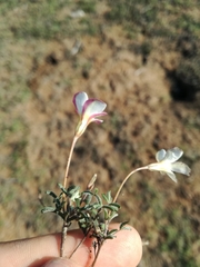Oxalis argyrophylla
