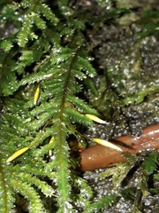 Braithwaitea sulcata