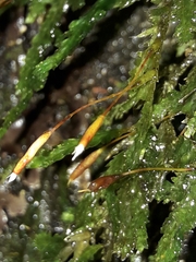 Braithwaitea sulcata