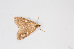 Udea olivalis