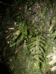 Braithwaitea sulcata