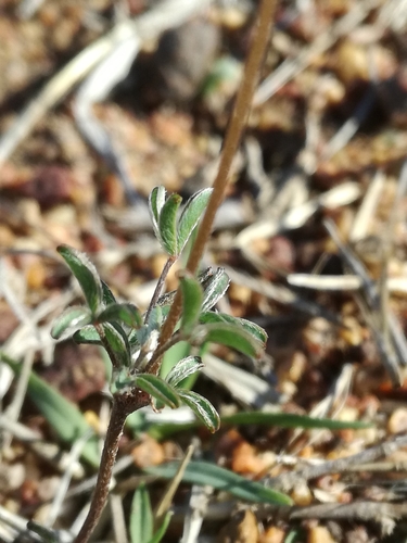 Image of Oxalis argyrophylla by (c) Jacques van der Merwe, some rights reserved (CC BY-SA)
