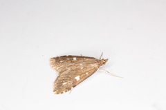 Udea olivalis