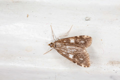 Udea olivalis