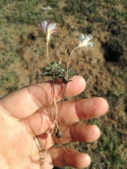 Oxalis argyrophylla