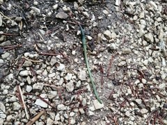 Aporrectodea smaragdina