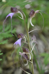Himantoglossum comperianum