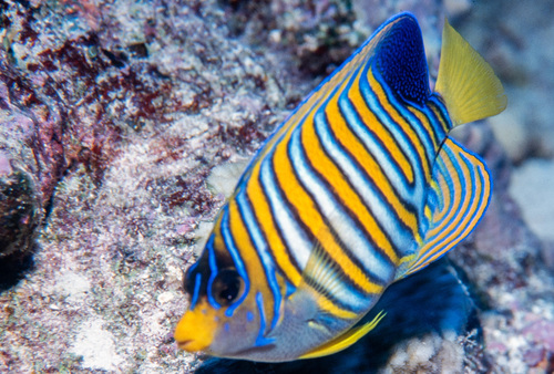 Pygoplites diacanthus observed 2000-12-14