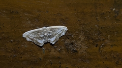 Rhombophylla edentata