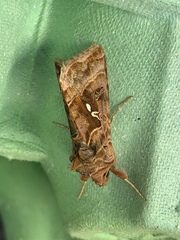 Autographa pulchrina
