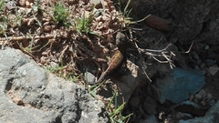 Sceloporus formosus