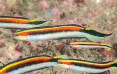 Eastern Hulafish photo 4