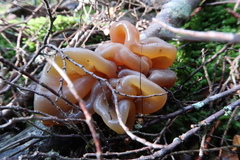 Phaeotremella fimbriata