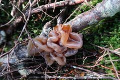 Phaeotremella fimbriata