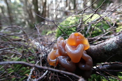 Phaeotremella fimbriata