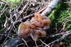 Phaeotremella fimbriata