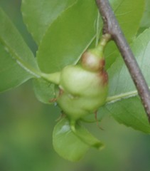 Contarinia cerasiserotinae