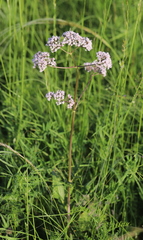 Valeriana rossica