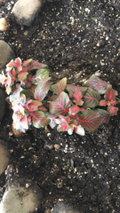 Fittonia
