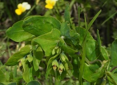 Cerinthe glabra