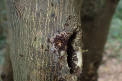 Pristomyrmex punctatus