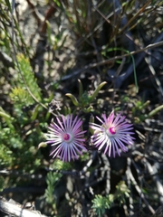 Lampranthus filicaulis