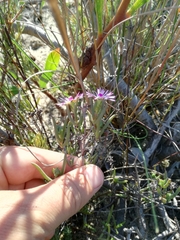Lampranthus filicaulis