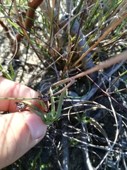 Lampranthus filicaulis