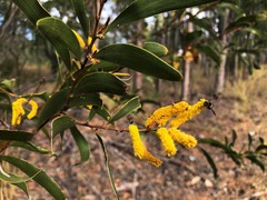 Acacia julifera