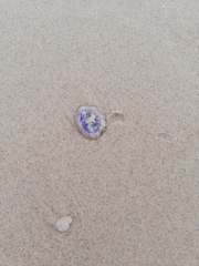 Cyanea lamarckii