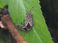 Graptostethus servus