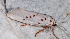 Enaemia rubritegula
