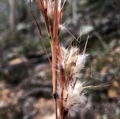 Cymbopogon obtectus