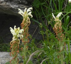 Pedicularis comosa