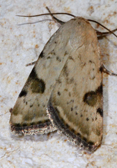 Micrathetis costiplaga