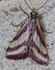 Microtheoris vibicalis