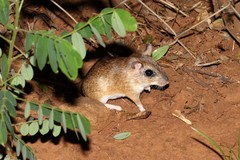 Gerbilliscus