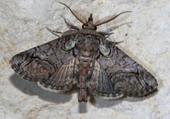 Paectes pygmaea