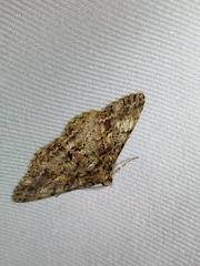 Alcis taiwanovariegata