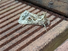 Ctenoplusia adiaphora