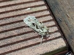 Ctenoplusia adiaphora