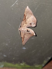 Hypochrosis baenzigeri