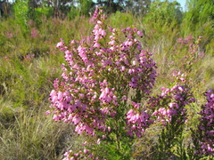 Erica nutans